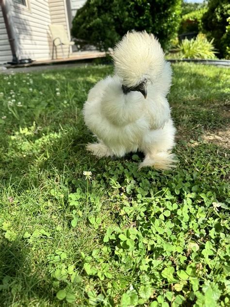 6 Fertile Showgirl Hatching Eggs Silkie Fertile Eggs Gray Splash White Paint Ebay