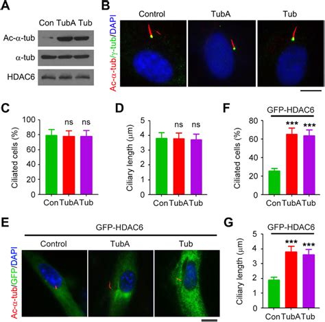 Pharmacological Inhibition Of Hdac Activity Protects Cells From