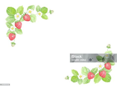 딸기 프레임의 수채화 그림 딸기에 대한 스톡 벡터 아트 및 기타 이미지 딸기 수채화 액자 Istock