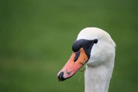 Swanning Around Seen At The West Shore Boating Lake Llandu Don