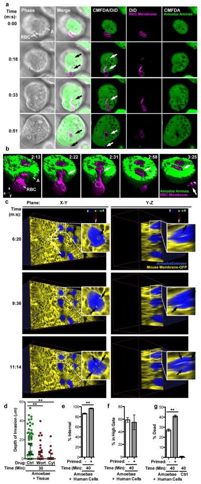 Trogocytosis By Entamoeba Histolytica Contributes To Cell Killing And Tissue Invasion