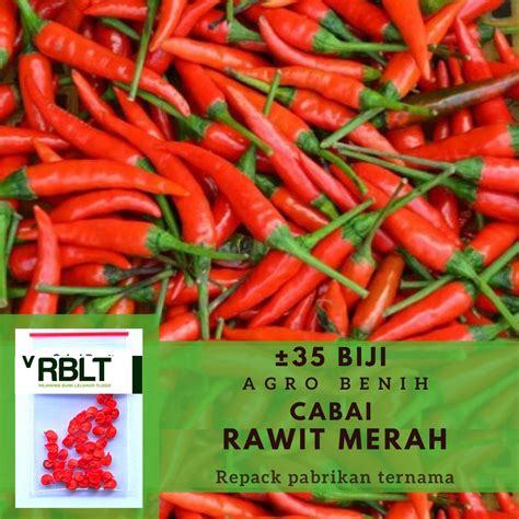 Jual Bibit Cabe Rawit Setan Merah Bibit Cabai Super Pedas Sigantung