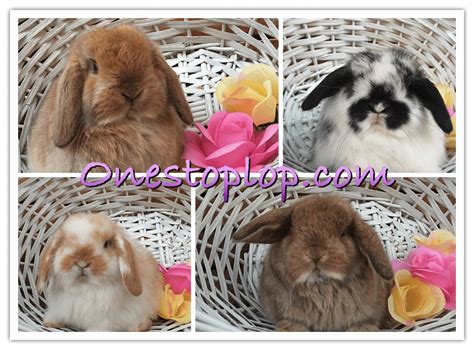 Holland Mini Lop Rabbits For Sale San Jose Ca 180804