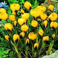 Krokus Wiosenny Goldilocks Szt Krokusy Cebulki Krokus W Benex