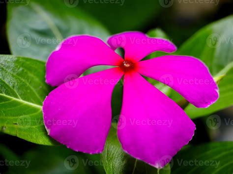 Catharanthus Roseus Commonly Known As Bright Eye Cape Periwinkle