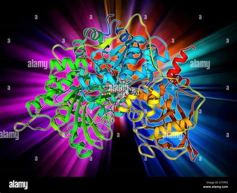 Enzima Metabolico Il Modello Molecolare Dell Enzima Aconitasi Con