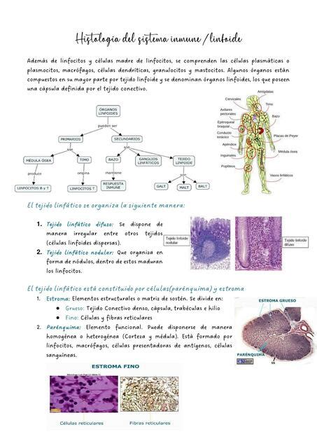 Histolog A Del Sistema Inmune Apuntes Nurse Students Udocz