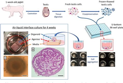 Figure 1 From Generation Of A Highly Biomimetic Organoid Including Vasculature Resembling The