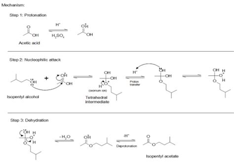 Solved Draw The Complete Mechanism For The Fischer Esterification Of