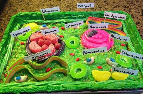 Pin By Jenn Hoffman On Bam Stuff Plant Cell Project Plant Cell Model Edible Cell Project