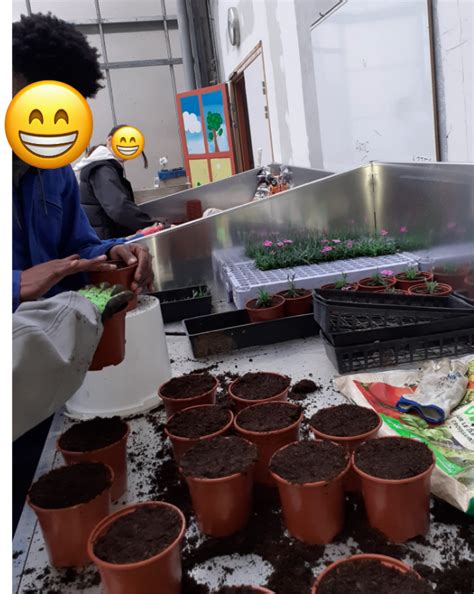 Les mini plants sont arrivés en serre Collège Henry de Montherlant