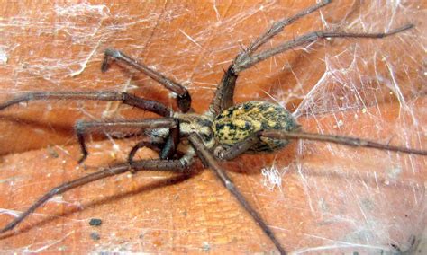 5 Of The Biggest Spiders In Montana A Z Animals