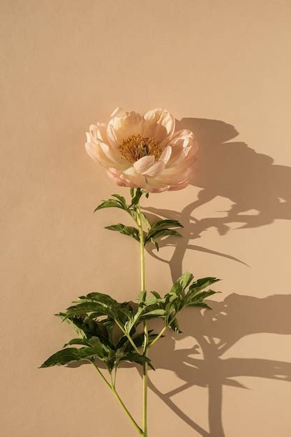 Premium Photo Aesthetic Peachy Peony Flower On Neutral Pastel Beige