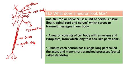 What Does A Neuron Look Like Youtube