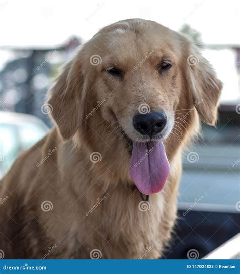 Golden Retriever Dog Face Tongue Stock Image Image Of Golden Front