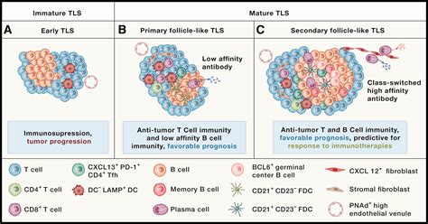 Tertiary Lymphoid Structures And B Cells An Intratumoral Immunity