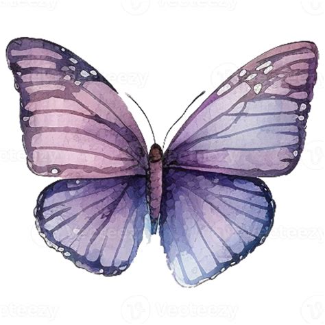 Butterfly Illustration Butterfly Watercolor Free Png Royalty Free