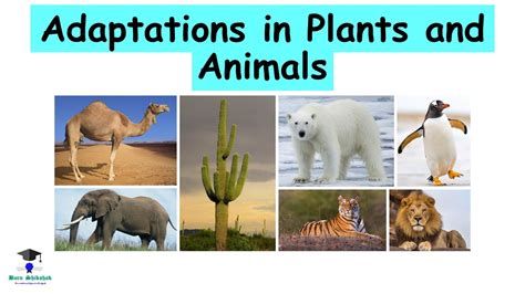 Adaptations In Plants And Animals Class 6 8 Youtube