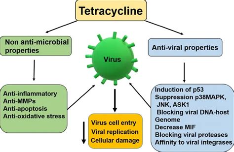 Difference Between Doxycycline And Tetracycline Relationship Between