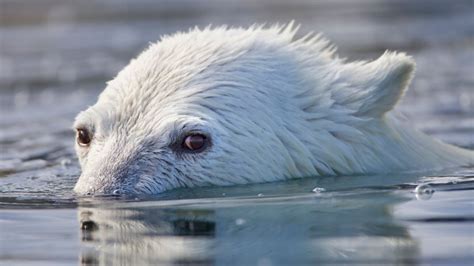 A Polar Bear Attacked and Killed Two People in Northwestern Alaska