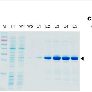 Expression Purification And Western Blot Analysis Of Recombinant