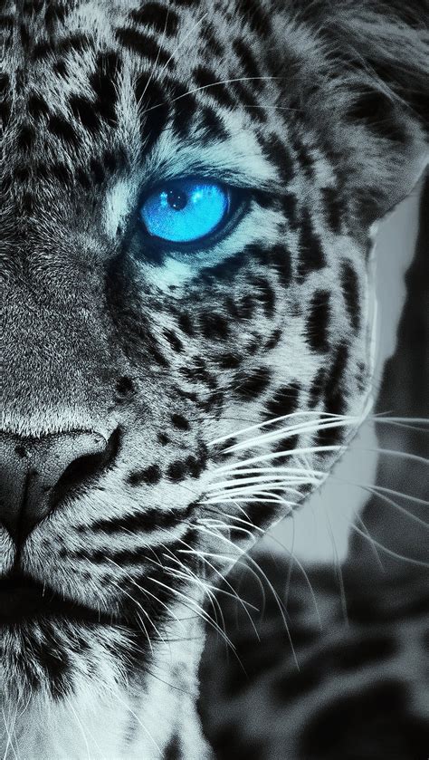 Snow Leopard Wallpaper Hd Blue Eyes