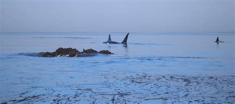 Aleutian islands Archives - The Wildlife Society