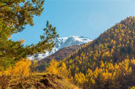 秋天风景黄树和绿树山地高清图片下载 正版图片506217348 摄图网