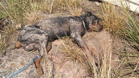 C O Resgatado Ap S Ser Enterrado Vivo Em Alagoas Isto Independente