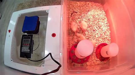 Hatching Chickens Live Stream Youtube