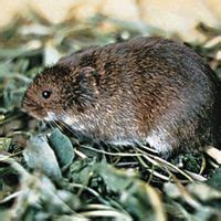 Vole | Description, Types, Rodent Behavior, Habitat, Diet, & Facts | Britannica