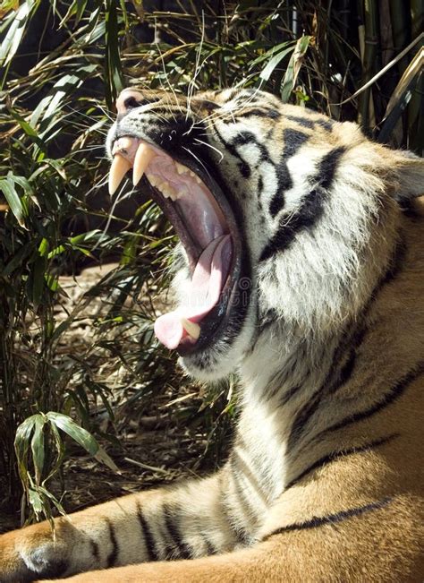 6+ Sumatran tiger roar Free Stock Photos - StockFreeImages