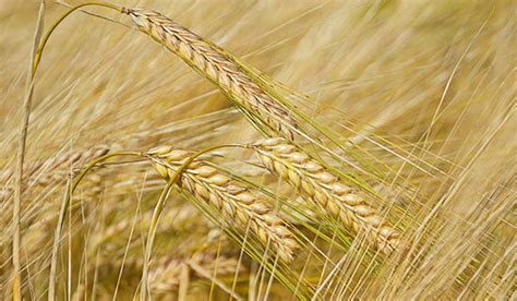 Barley cultivation disinfection Photograph by Silver Hydrogen Peroxide ...