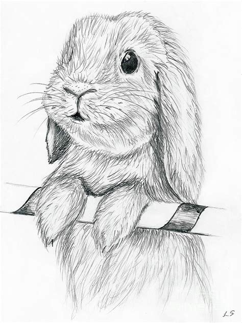 Rabbits Painting Curious Rabbit By Sergey Lukashin Pencil Drawings