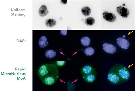 Micronucleus Test Mnvit Cytogenetic Tests Xenometrix