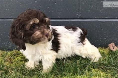 Lacey Cockapoo Puppy For Sale Near Akron Canton Ohio Ed E D Fcc