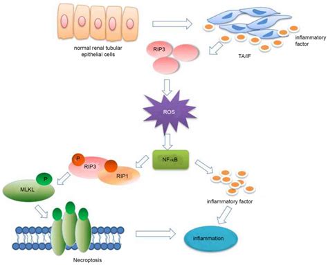 Upregulation Of Rip3 Promotes Necroptosis Via A Ros‑dependent Nf‑κb