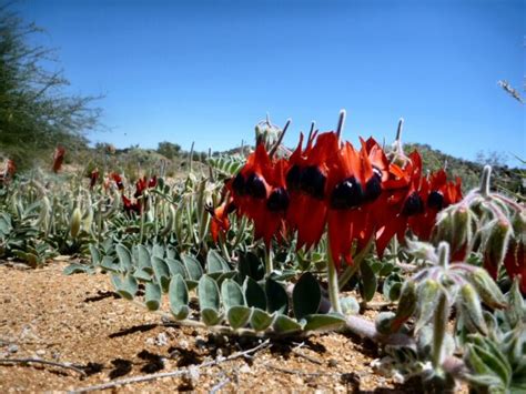 Swainsona Formosa Sturts Desert Pea Gardening With Angus