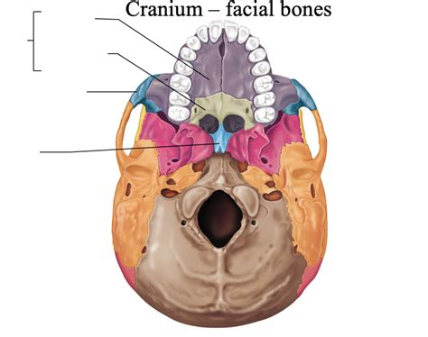 Cranium Facial Bones Inferior View Diagram Quizlet