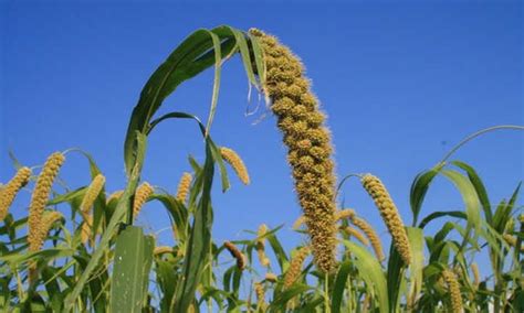 Millet Plant Tips: Growing Millets As Grain - Epic Gardening