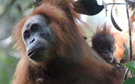 First New Great Ape Species In A Century Identified Rnz News