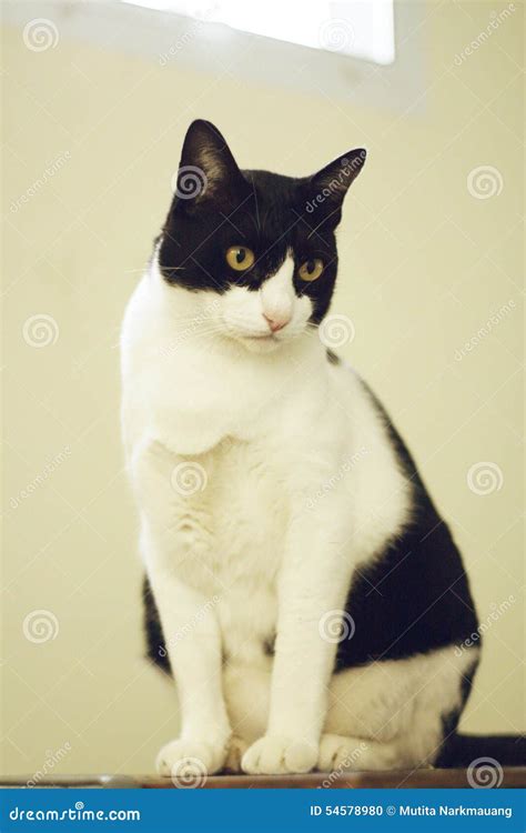 Chubby Black And White Cat Sitting On The Table Stock Photo Image Of