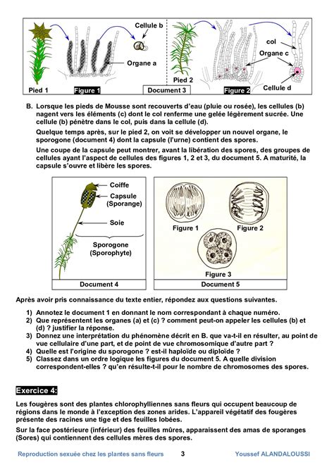 La Reproduction Sexuée Chez Les Plantes Sans Fleurs Série D Exercices 1 Alloschool