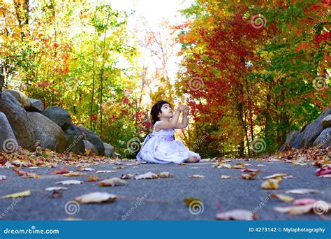 Pretty fall colors stock photo. Image of colorful, bokeh - 4273142