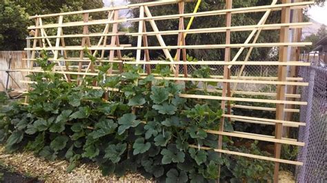 Pin On Squash Trellis