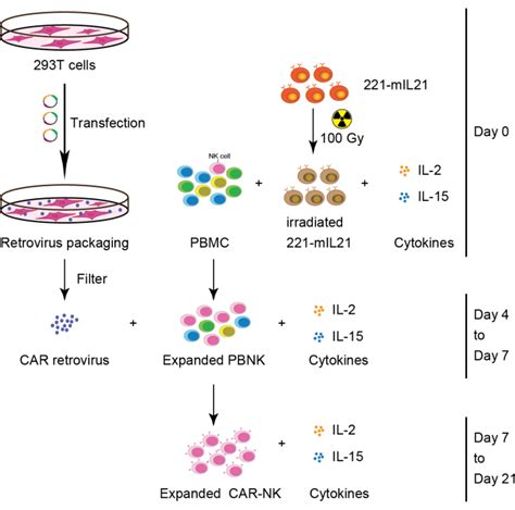 Natural Killer Nk And Car Nk Cell Expansion Method Using Membrane Bound