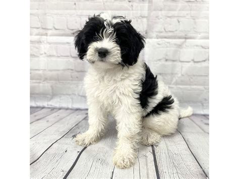 Bernedoodle Mini 2nd Gen Puppy Black White Id14991 Located At