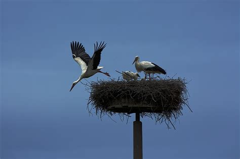 Cigogne Oiseau Aile Photo Gratuite Sur Pixabay Pixabay
