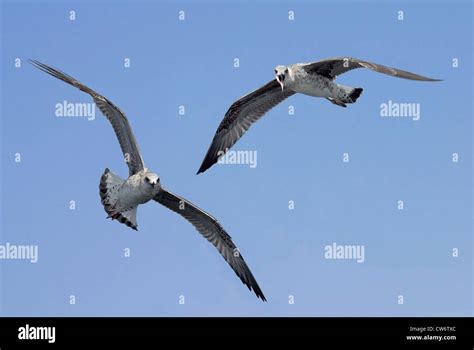 Two Seagulls In Flight Stock Photo Alamy