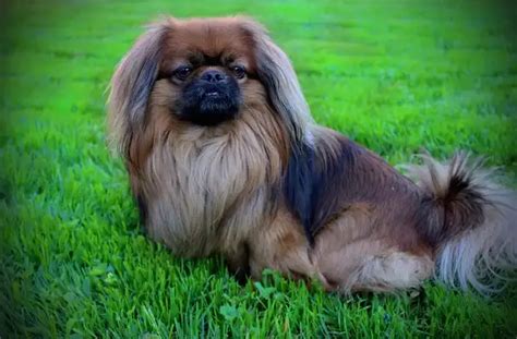 Pekingese Facts Size Diet Pictures All Animal Facts